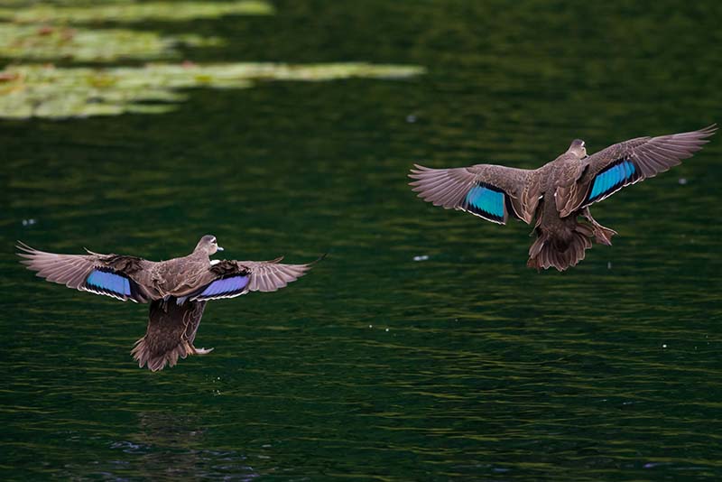 1 Birdwatching