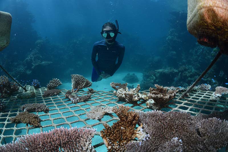 1 Outer Reef Snorkel Tour – Motorised