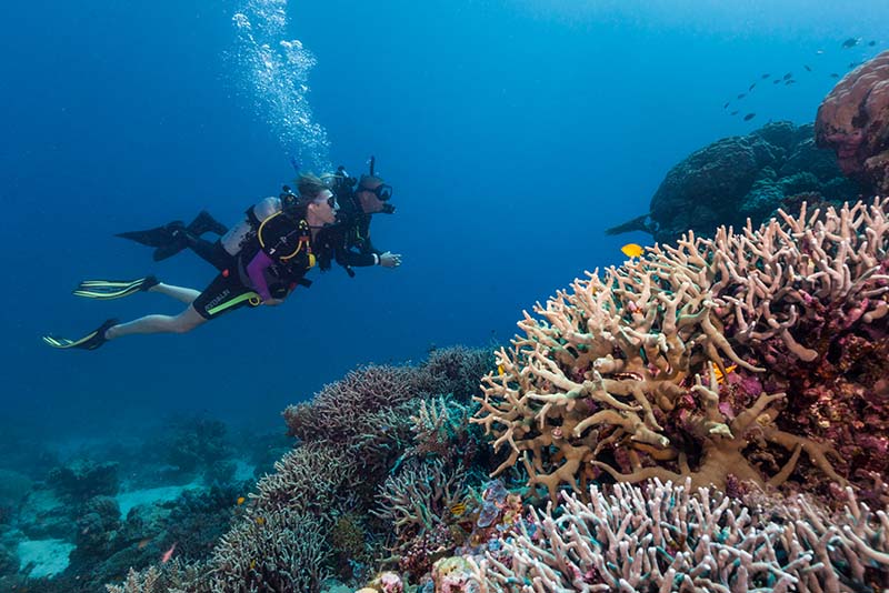 1 Ultimate Dive and Snorkel
