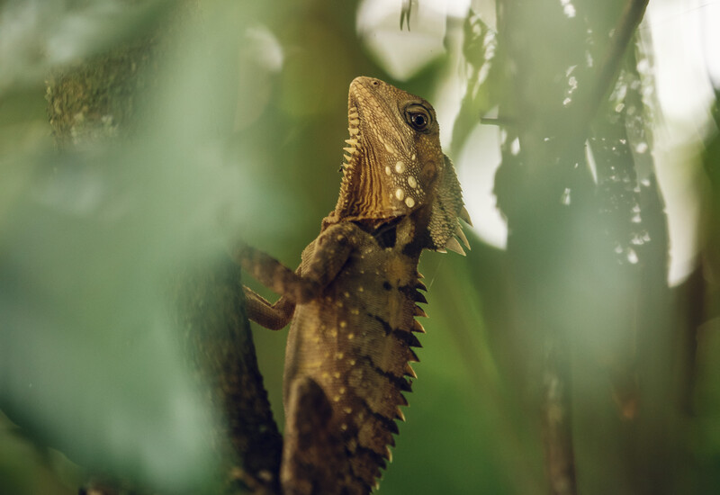 Boyd's Forest Dragon