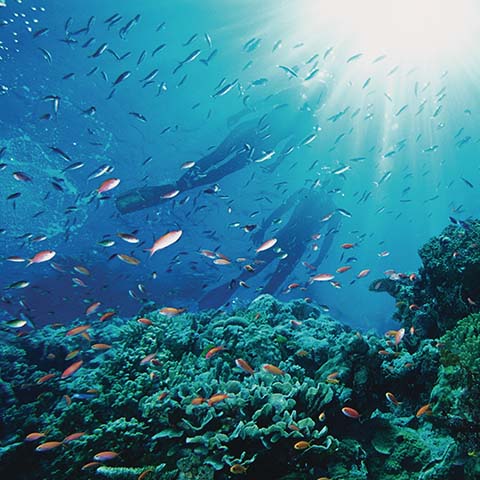 Reef<br>Expeditions